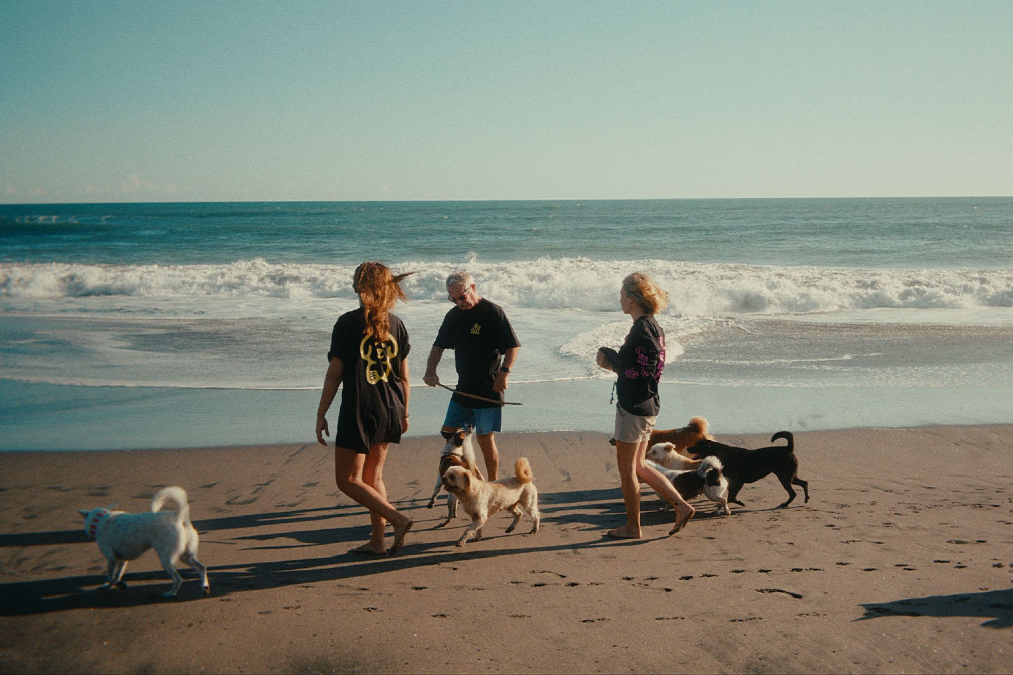 TheLostDogs-2